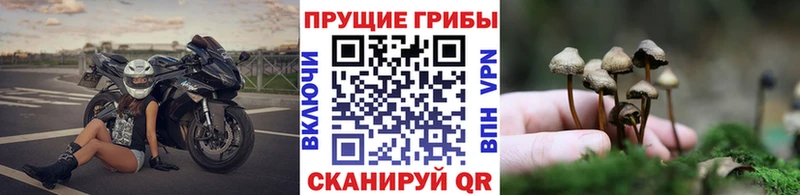 Псилоцибиновые грибы Cubensis  Карачев 